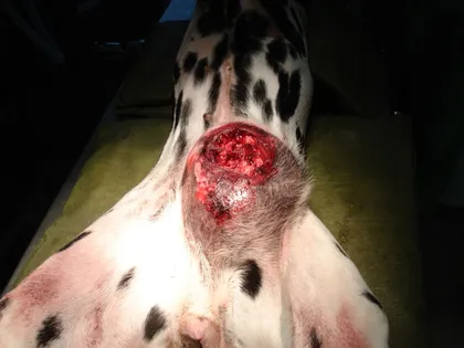 Nagy, nyílt elváltozás egy dalmata kutya bőrén, műtét előtt