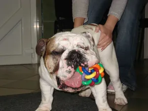 Angol bulldog színes rágójátékkal a szájában