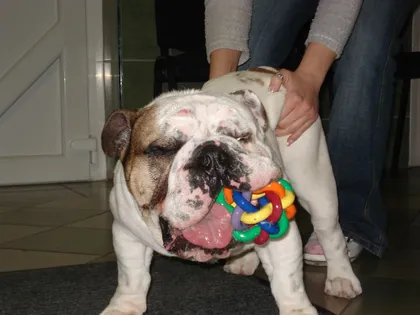 Angol bulldog színes rágójátékkal a szájában