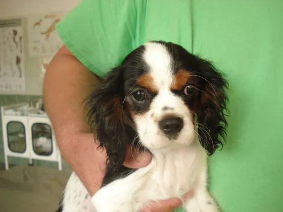Cavalier King Charles spániel kölyök a rendelőben