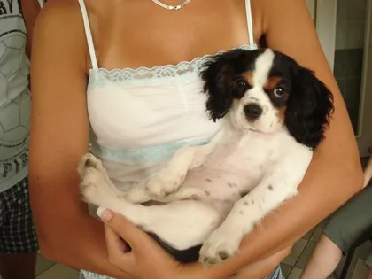 Cavalier King Charles spániel kölyök gazdája ölében