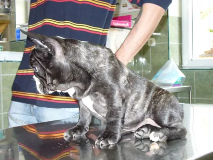 Francia bulldog oldalról