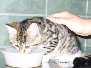Cirmos kiscica iszik egy tálból