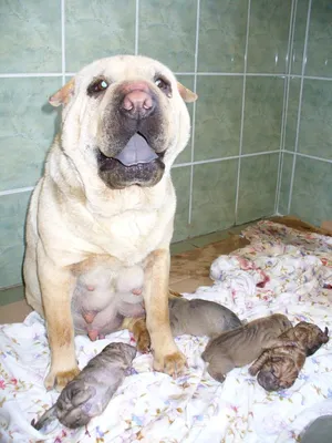 Shar pei anya újszülött kölykeivel