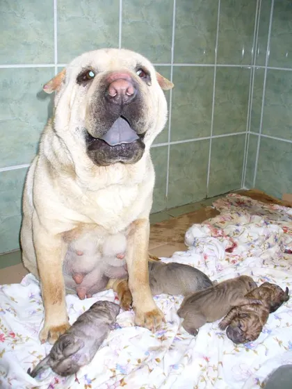 Shar pei anya újszülött kölykeivel
